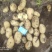 大量供应土豆，价格美丽，产地直供诚信合作