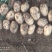 大量供应土豆，价格美丽，产地直供诚信合作