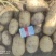大量供应土豆，价格美丽，产地直供诚信合作