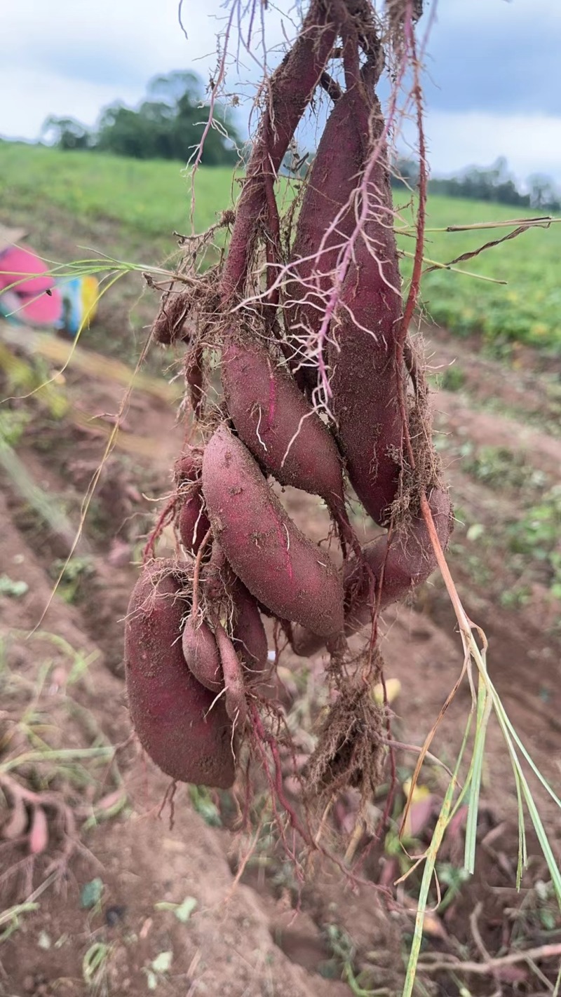 丝滑榴莲蜜薯大量出货欢迎咨询