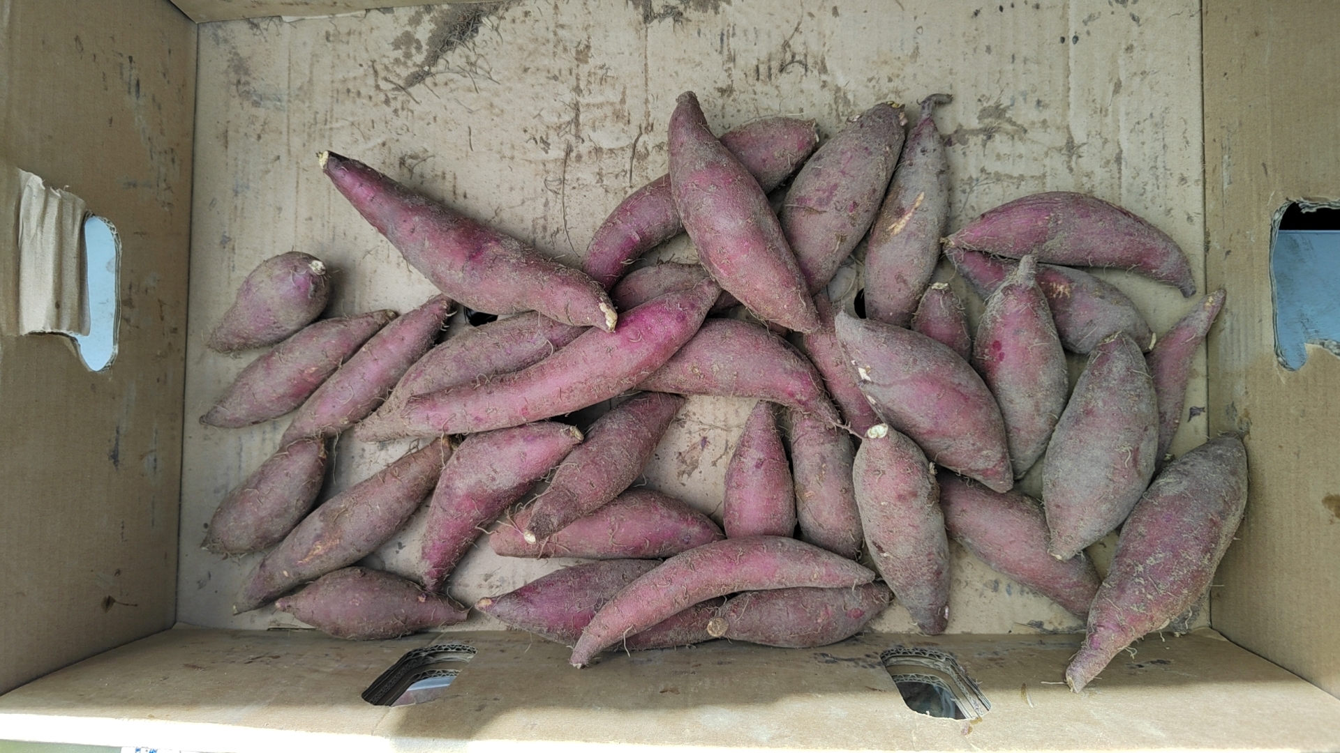 新鲜红薯切片摆放在木质托盘上,呈现自然光泽 红薯切片生食展示