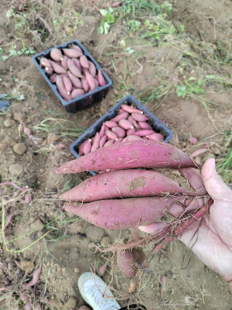 丝滑榴莲蜜薯大量出货欢迎咨询