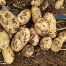 冀蒙土豆产地直供一手货源！！！！