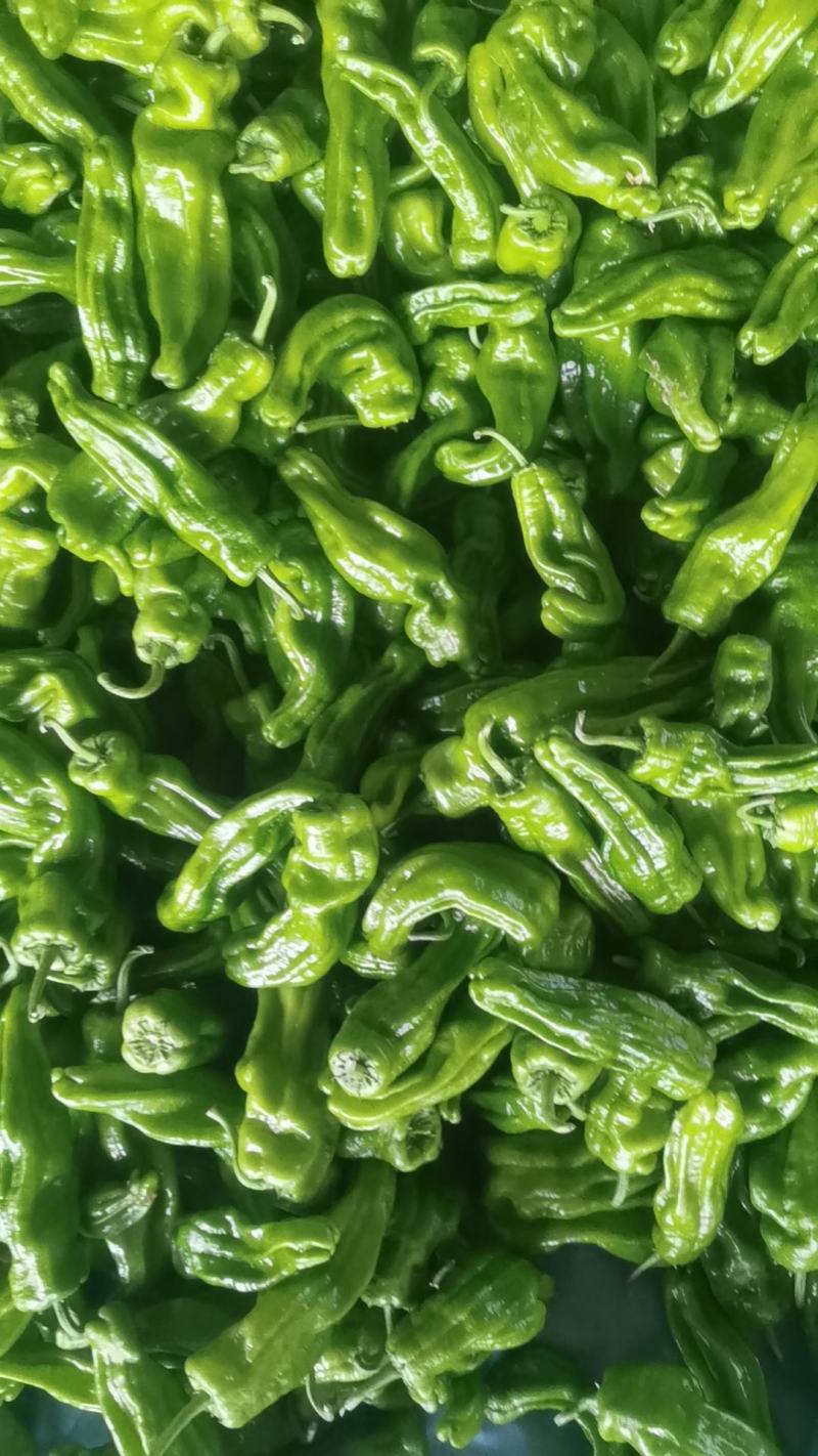 扁豆角大量上市