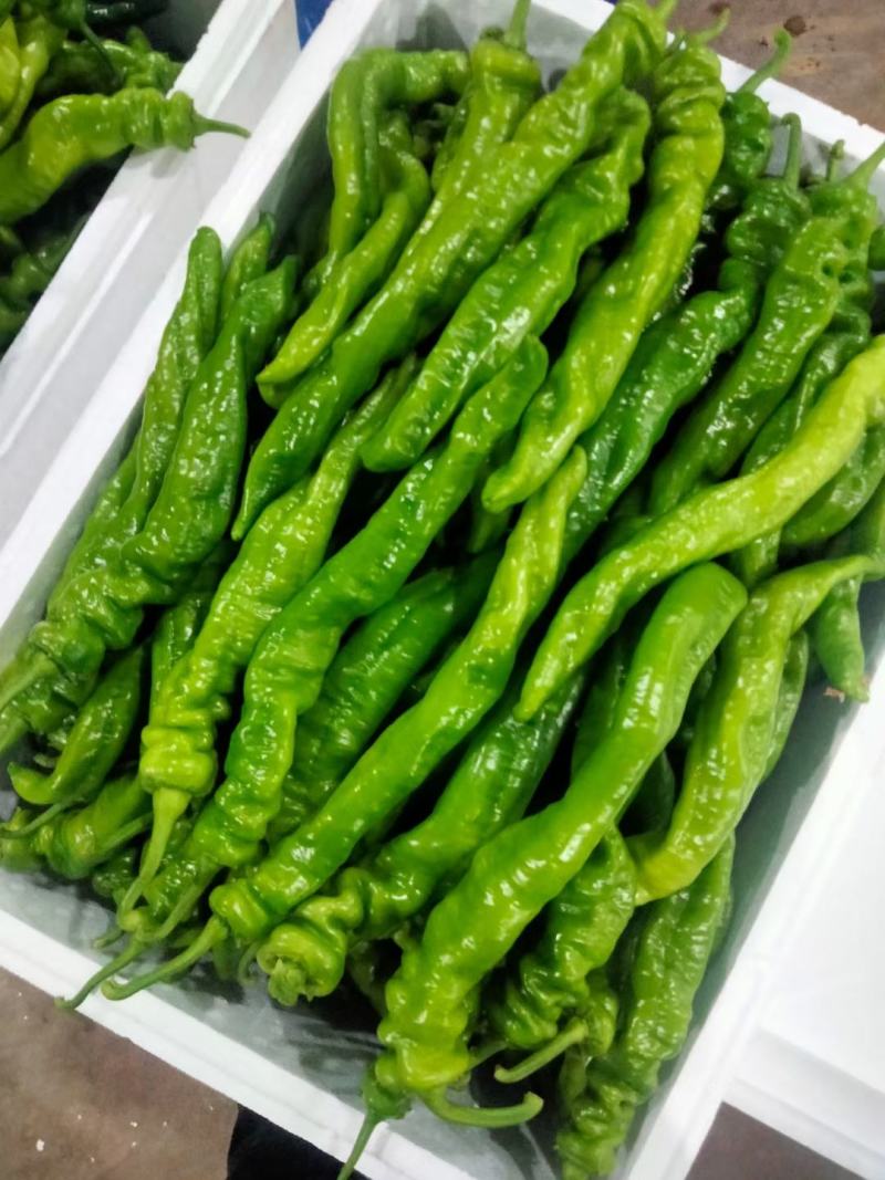 扁豆角大量上市