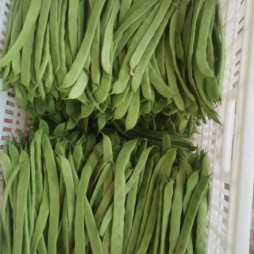 扁豆角大量上市