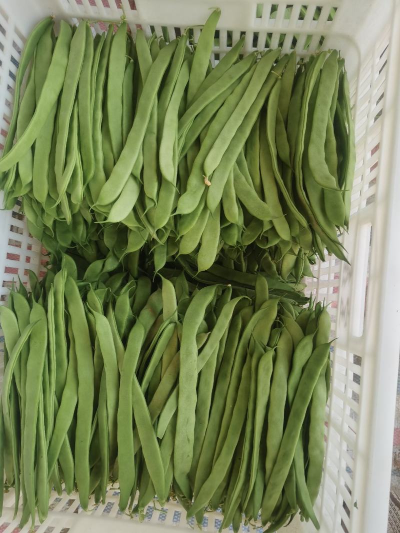 扁豆角大量上市