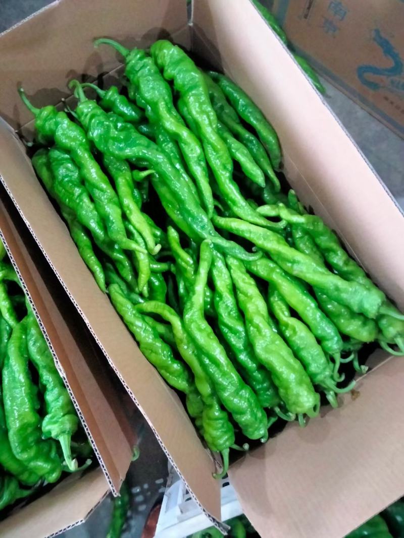 扁豆角大量上市