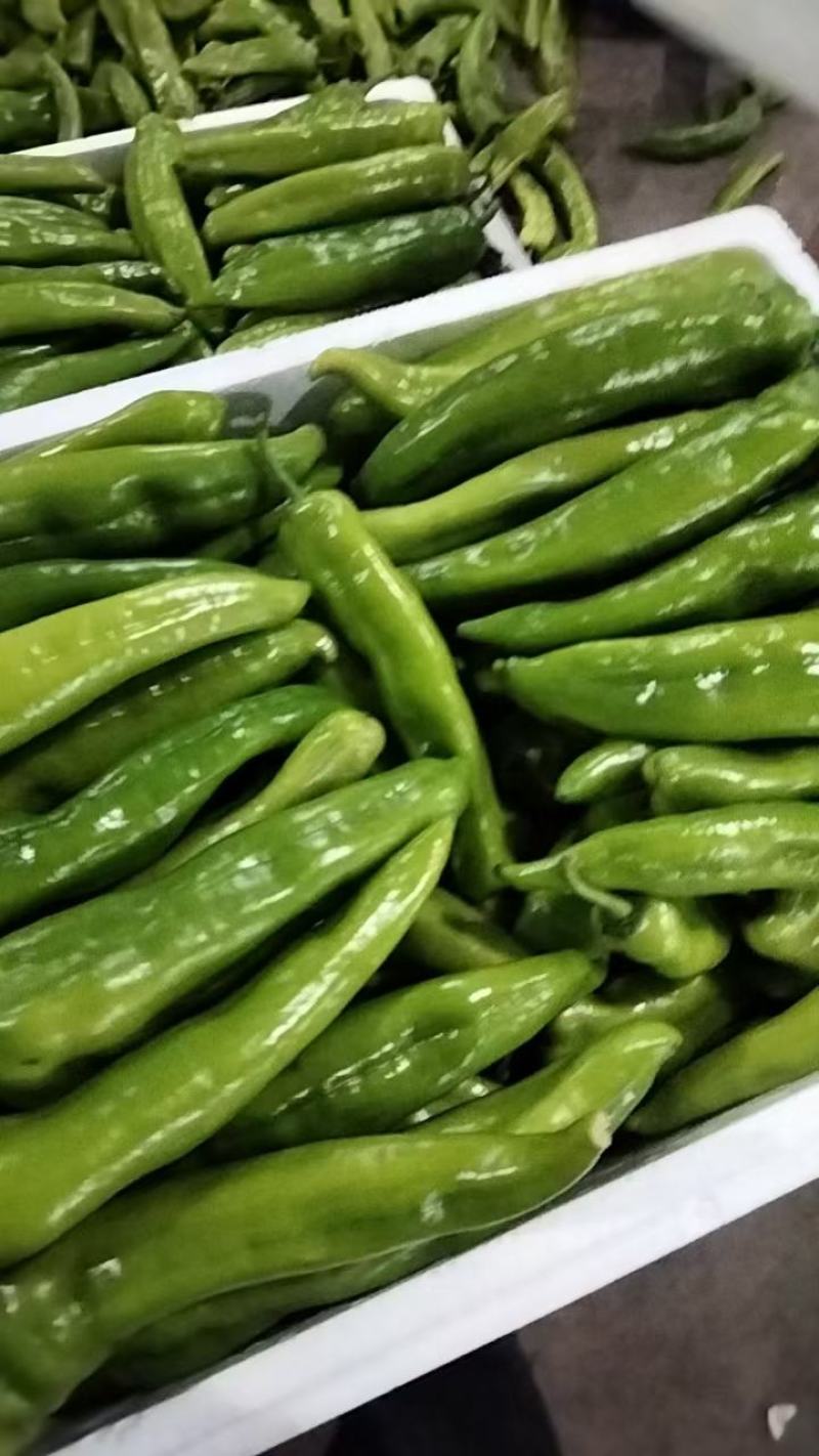 扁豆角大量上市