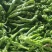 扁豆角大量上市
