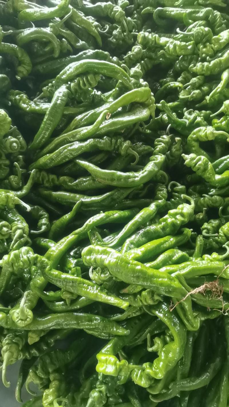 扁豆角大量上市