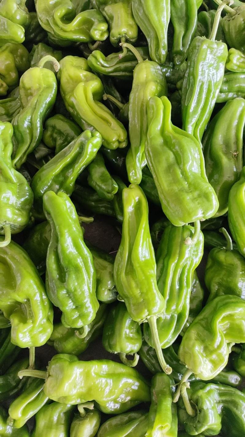 扁豆角大量上市