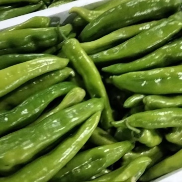 牛椒龙椒线椒大量上市