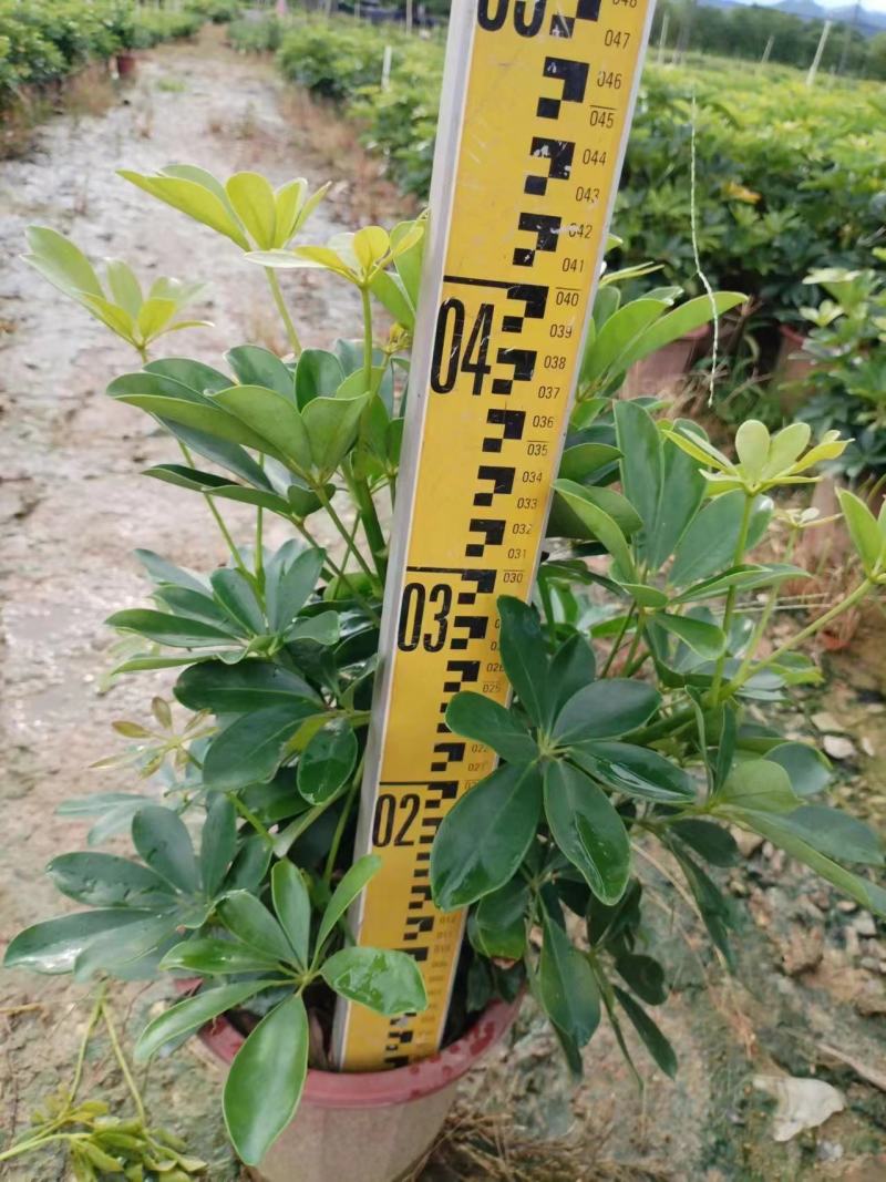 鸭脚木绿化苗木乔灌木绿化优选基地直供量大优惠