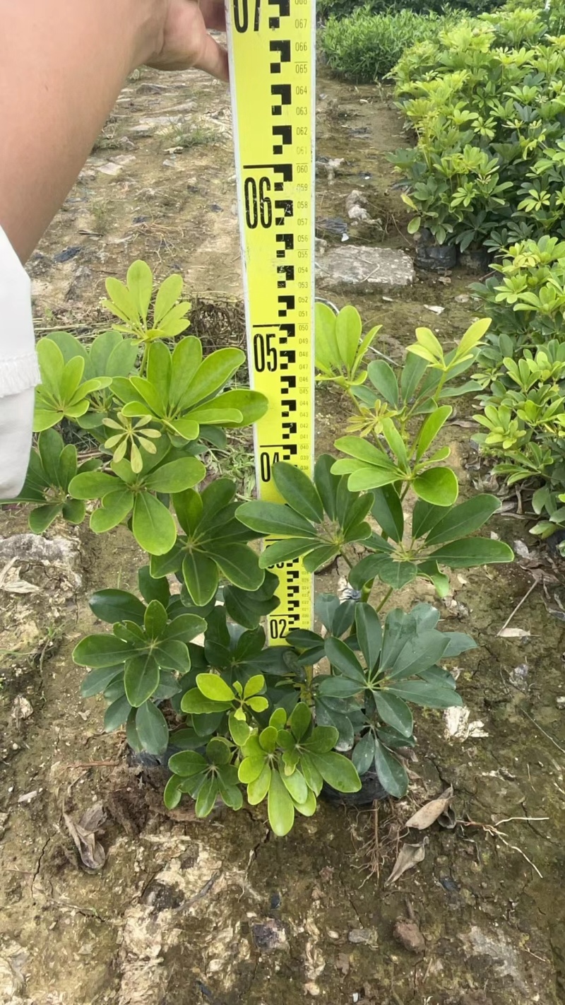 鸭脚木绿化苗木乔灌木绿化优选基地直供量大优惠