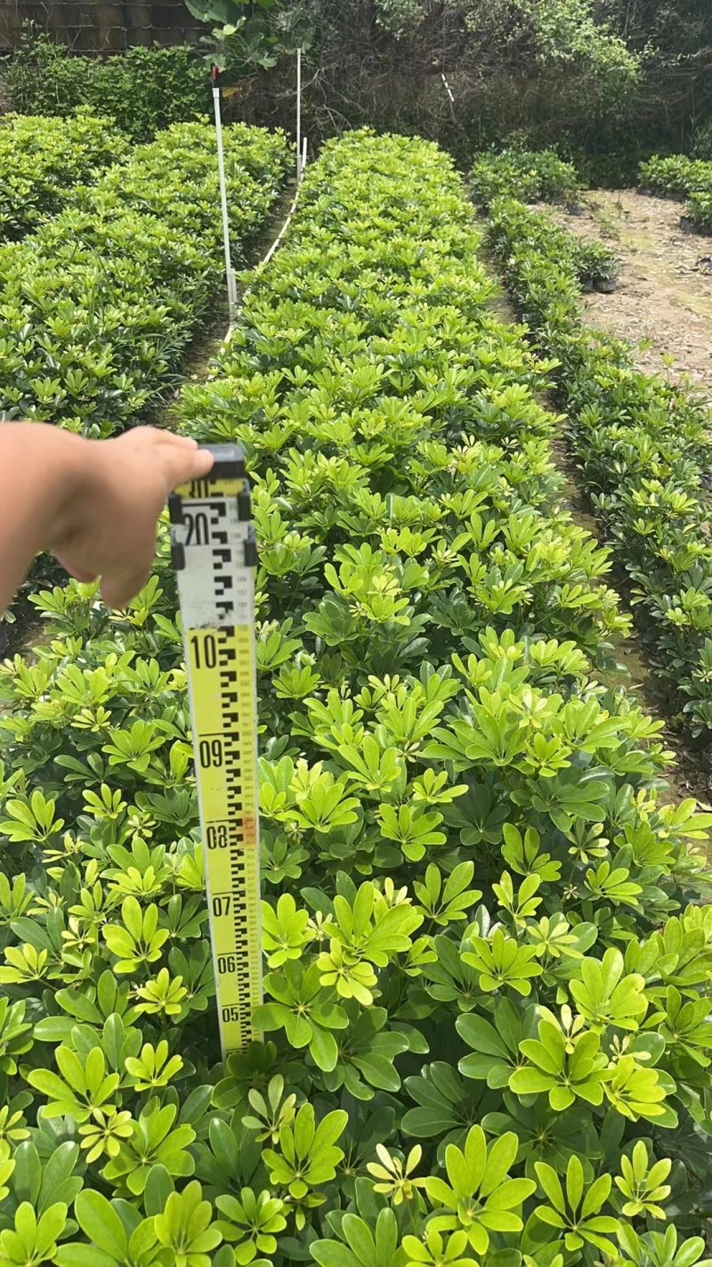 鸭脚木绿化苗木乔灌木绿化优选基地直供量大优惠