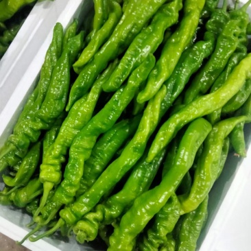 龙椒大量上市