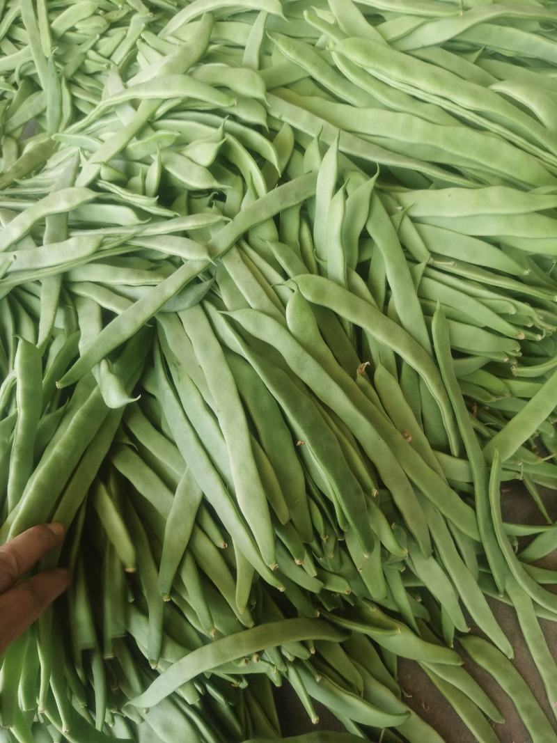 扁豆辣椒大量