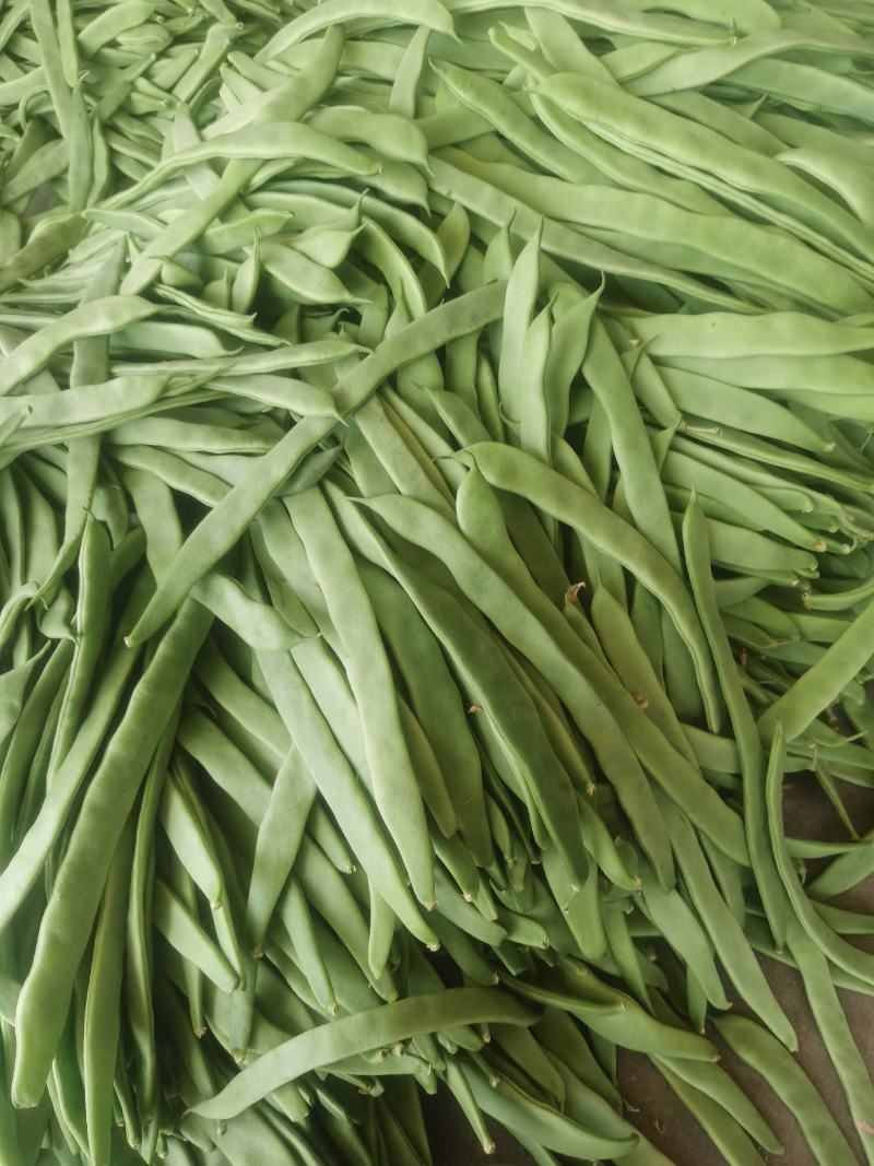 扁豆辣椒大量