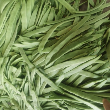 扁豆角大量上市