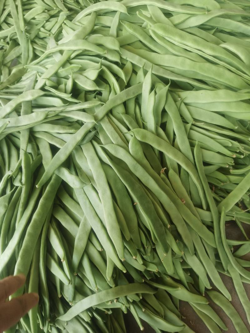 扁豆角大量上市