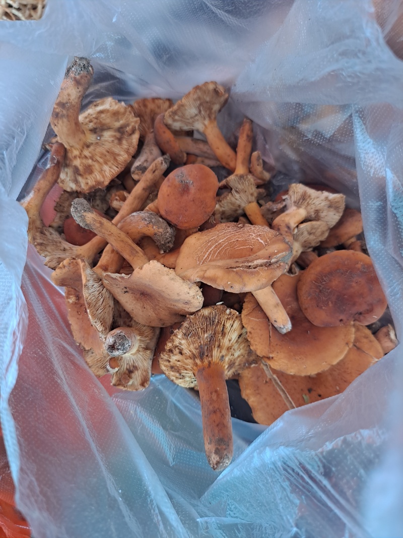 云南临沧新鲜鸡枞，各种蘑菇，奶浆菌现在大量现货。