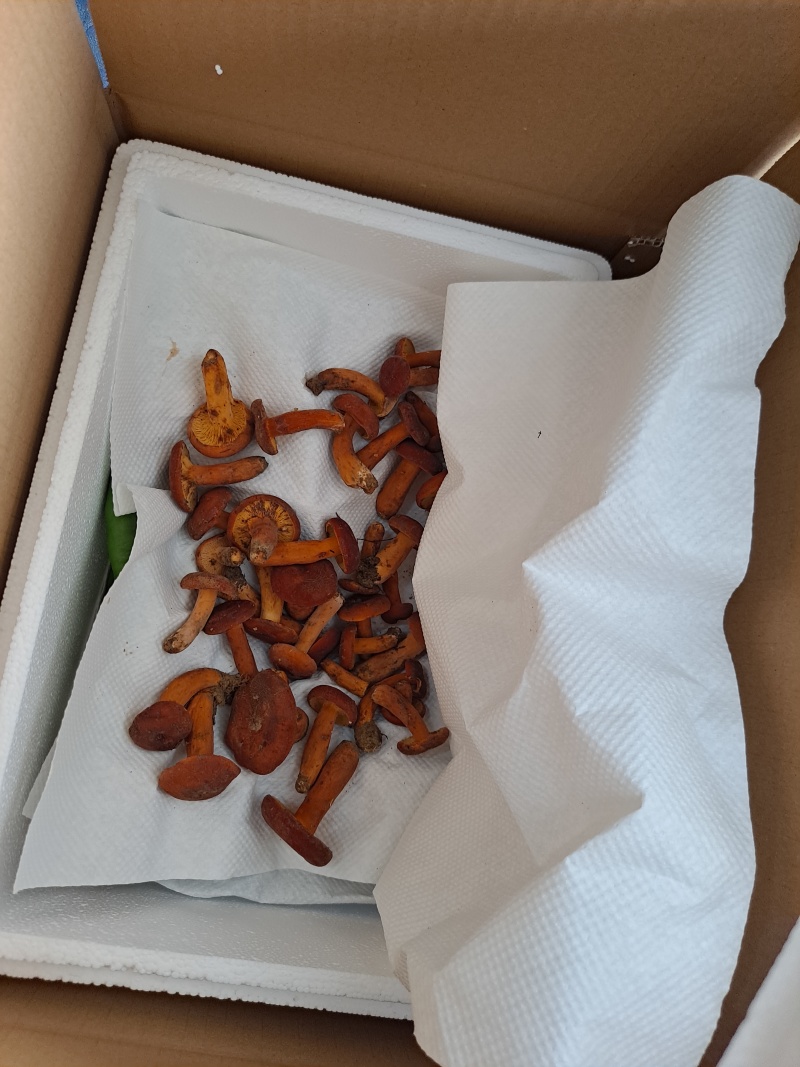 云南临沧新鲜鸡枞，各种蘑菇，奶浆菌现在大量现货。