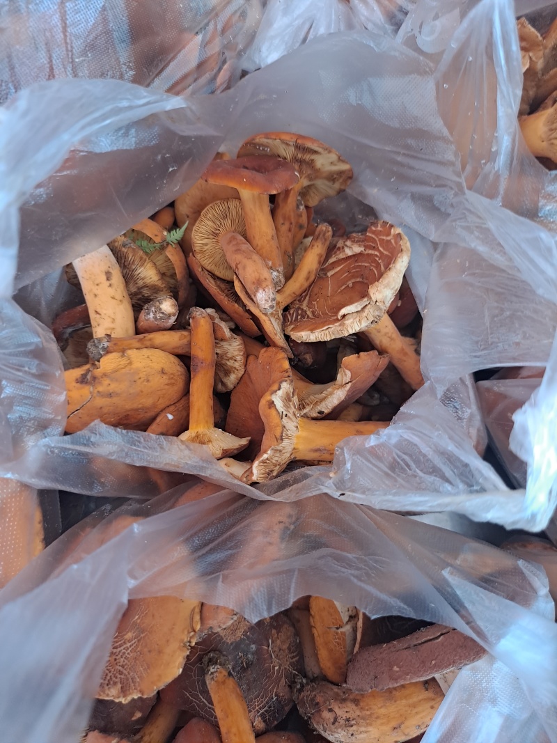 云南临沧新鲜鸡枞，各种蘑菇，奶浆菌现在大量现货。