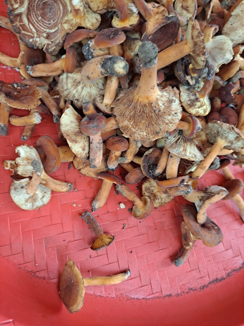 云南临沧新鲜鸡枞，各种蘑菇，奶浆菌现在大量现货。