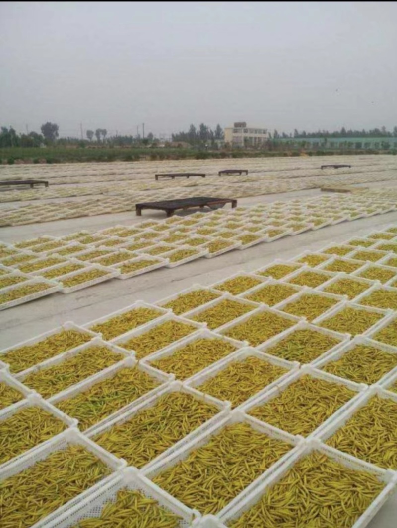 免费手排无硫直条黄花菜货版一致量大从优欢迎来电洽谈