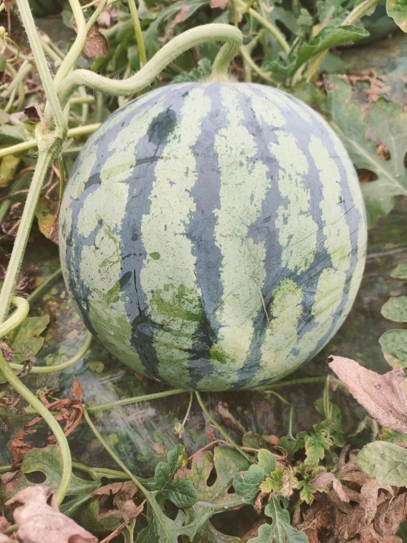 精品露天瓜802