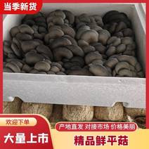 内蒙古鲜平菇黑平菇大量供应，基地直发量大从优