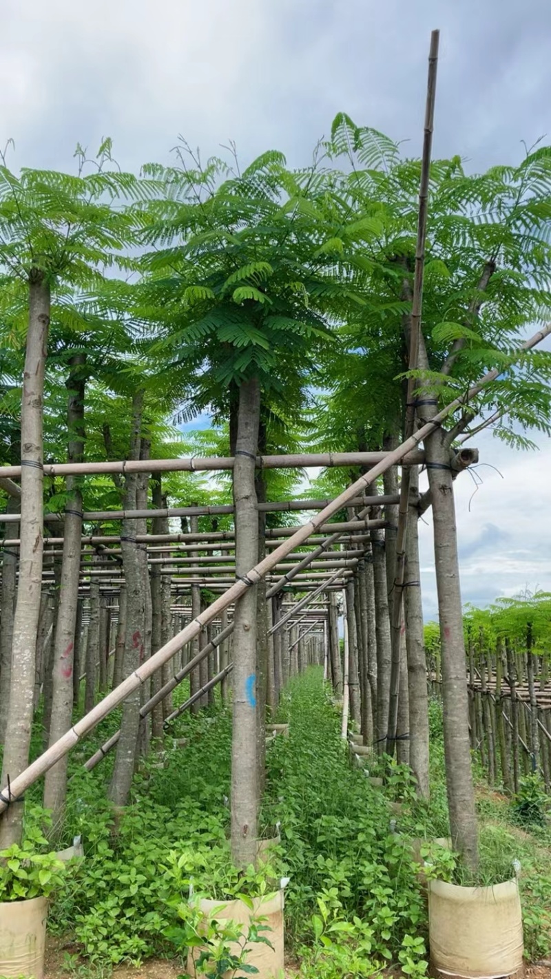 凤凰木7公分起到15公分低价出售
