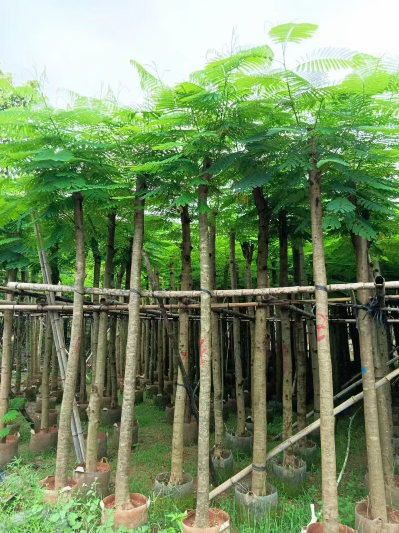凤凰木7公分起到15公分低价出售