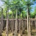 凤凰木7公分起到15公分低价出售