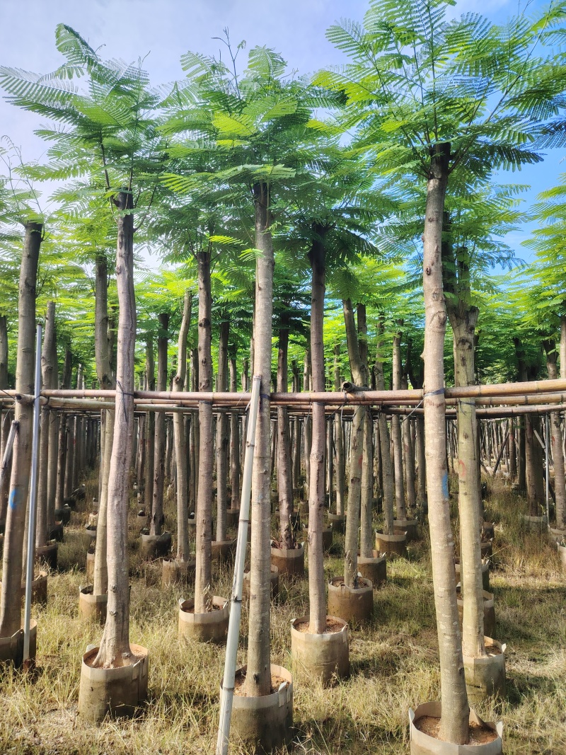 凤凰木7公分起到15公分低价出售