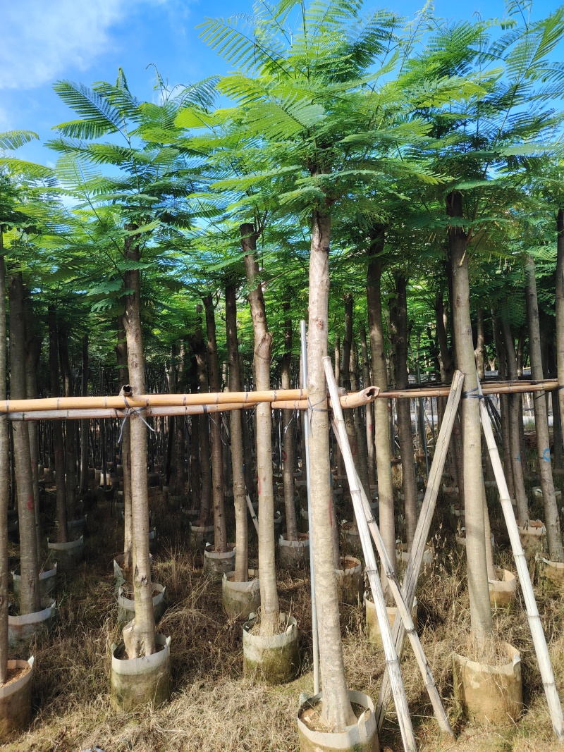凤凰木7公分起到15公分低价出售