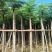 凤凰木7公分起到15公分低价出售