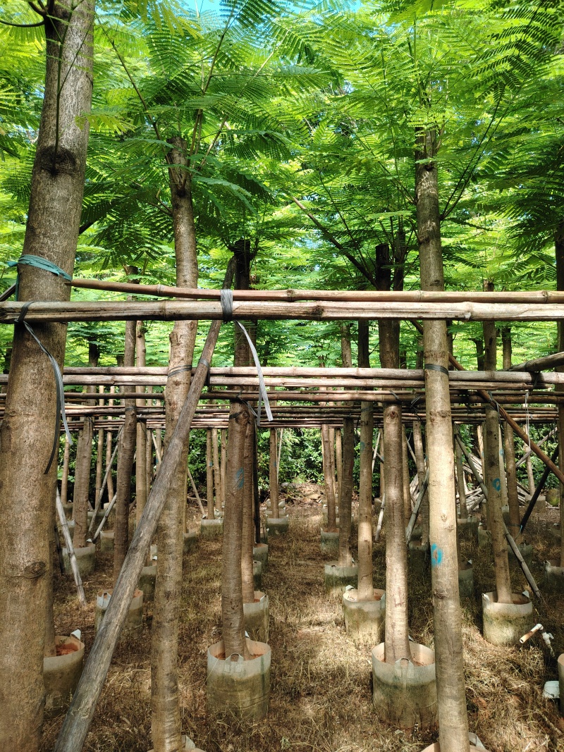 凤凰木7公分起到15公分低价出售