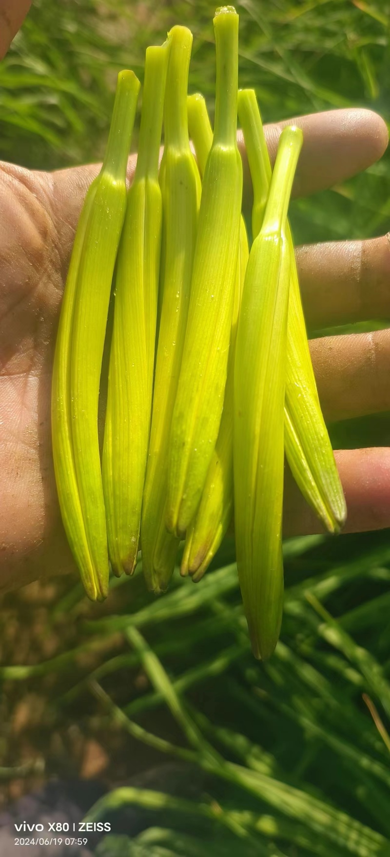 宁夏吴忠产地黄花菜新鲜