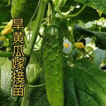 未来103美甜208旱黄瓜嫁接苗种子产量高口感好耐热耐寒