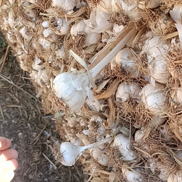 大量收购扎蒜