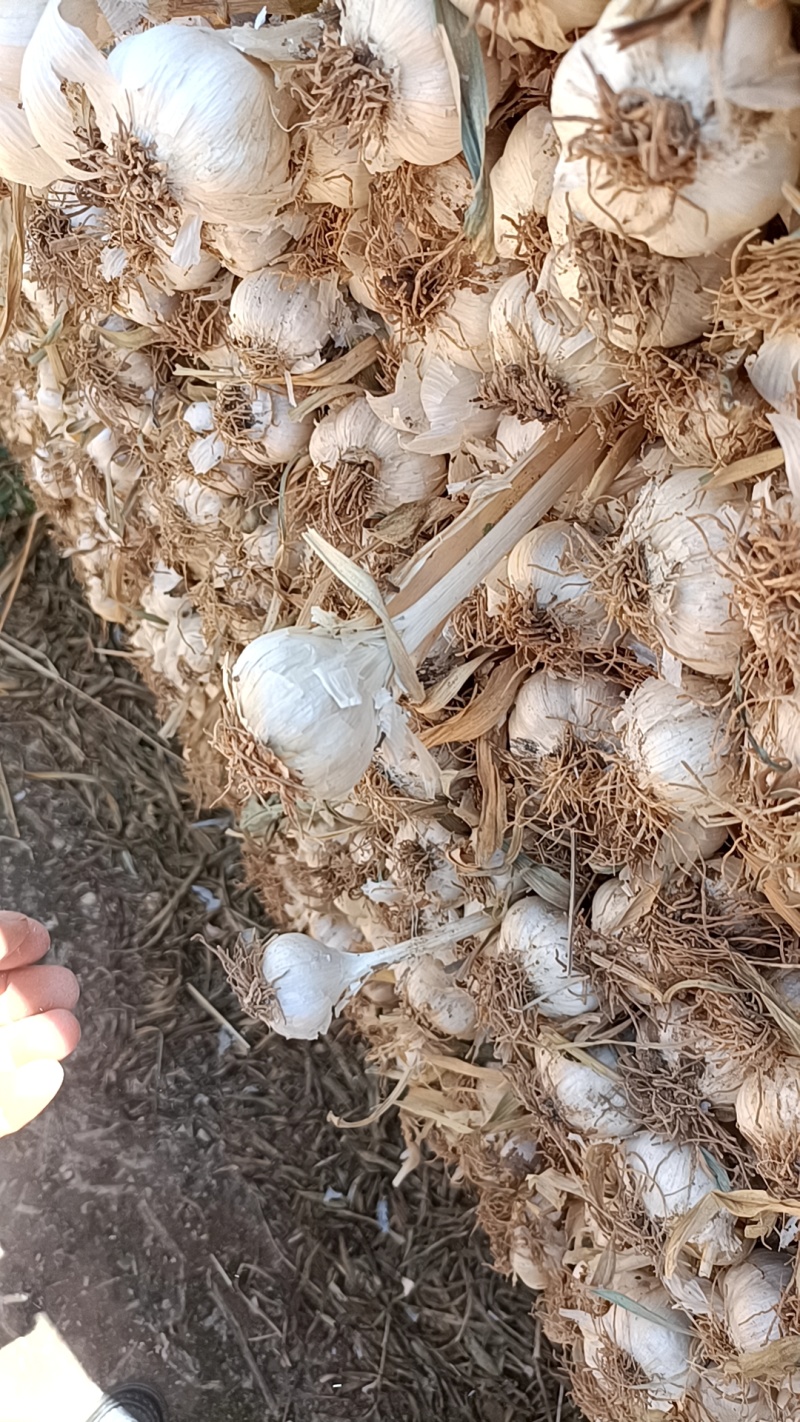 大量收购扎蒜