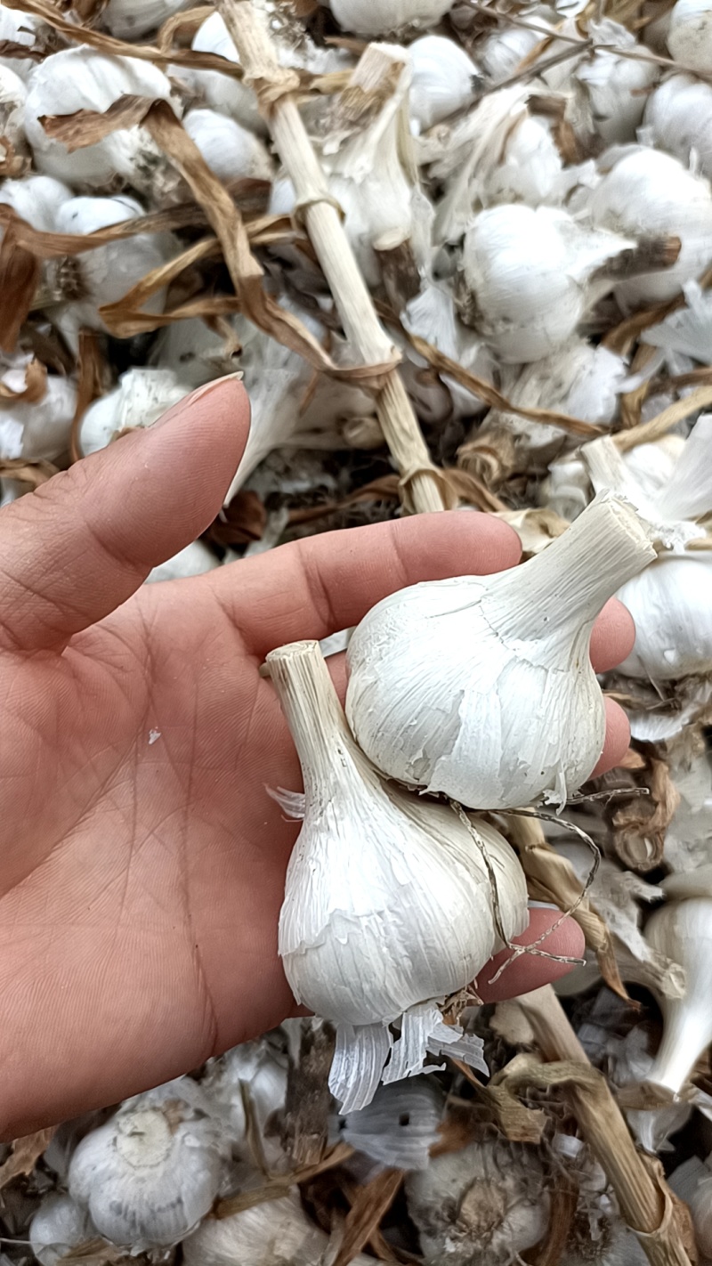 大量收购扎蒜