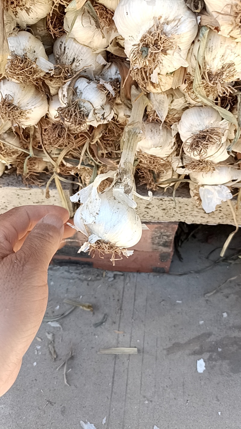 大量收购扎蒜