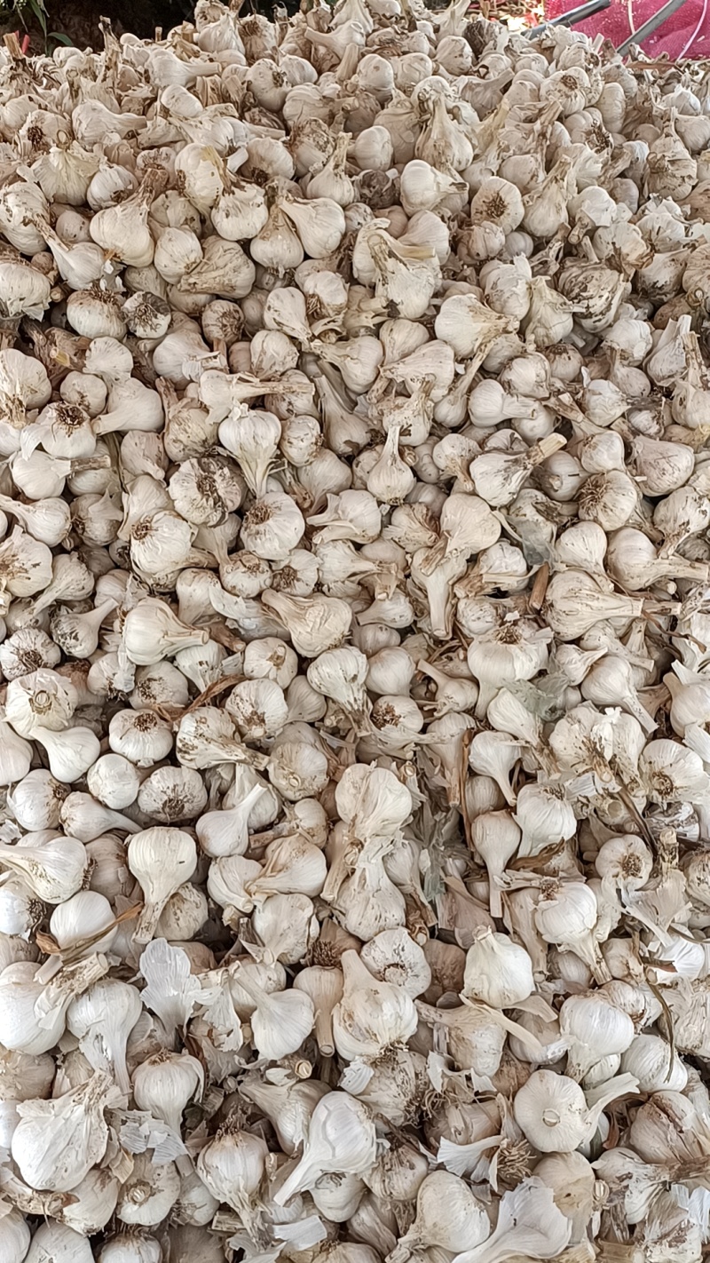 大量收购扎蒜