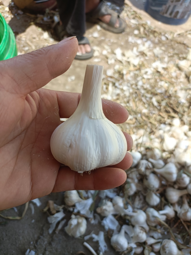 大量收购扎蒜