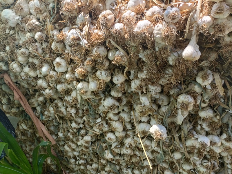 大量收购扎蒜