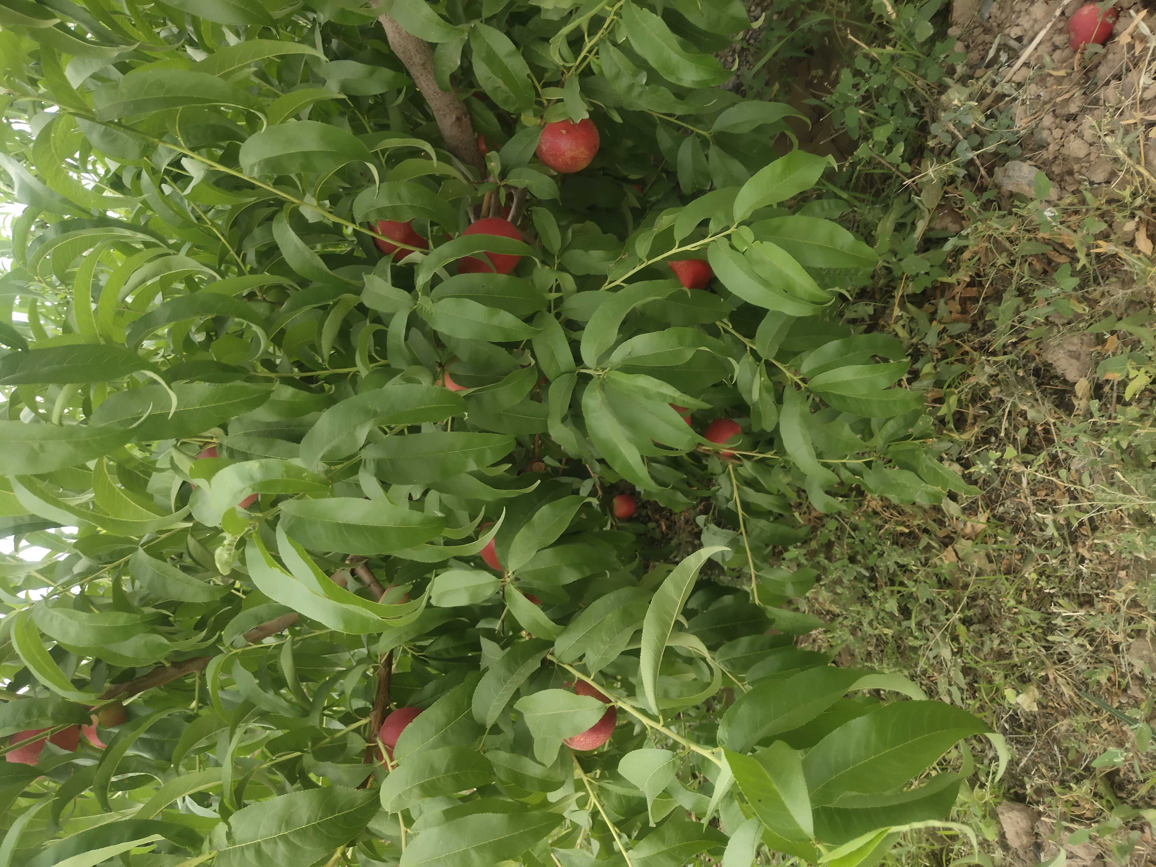 黄金蜜桃果实特写