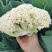 陕西菜花白面青梗松花菜货源充足自建冷库全年代收